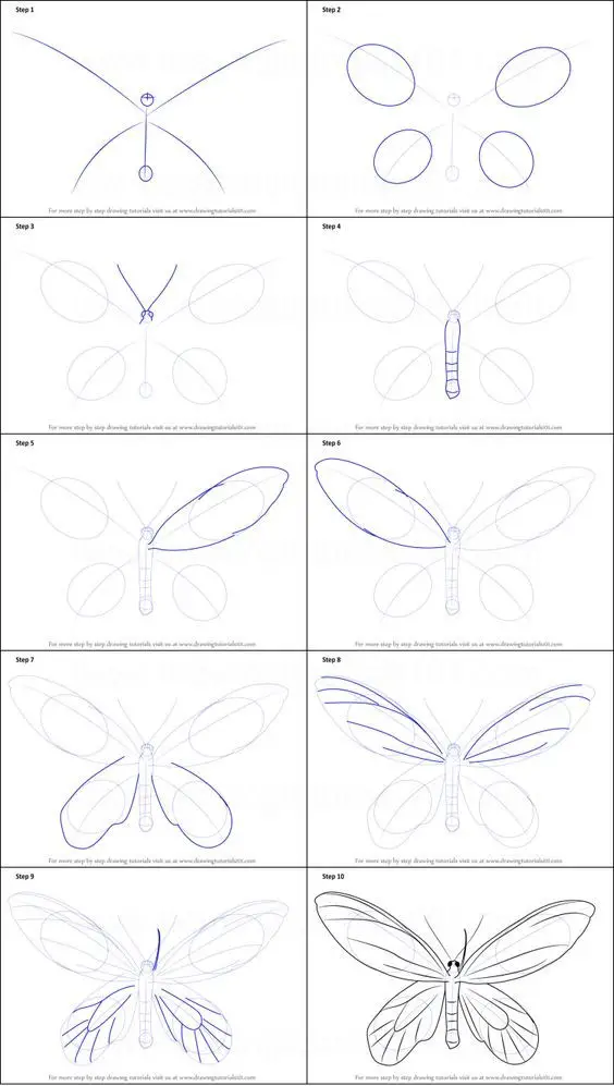 Butterfly Drawing Reference 15