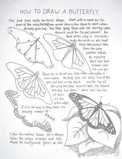 Butterfly Drawing Reference 16