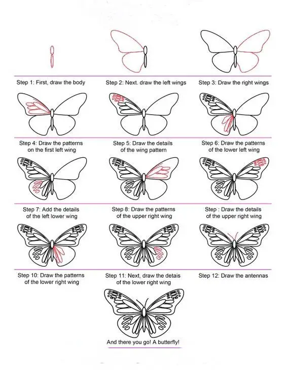 Butterfly Drawing Reference 17
