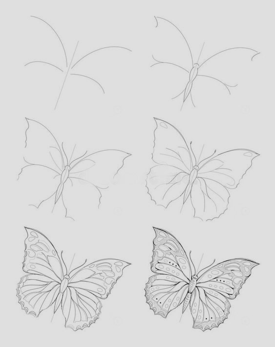 Butterfly Drawing Reference 2
