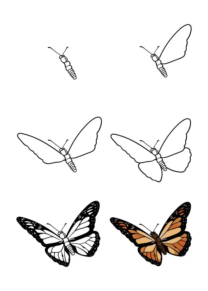 Butterfly Drawing Reference 20 731x1024