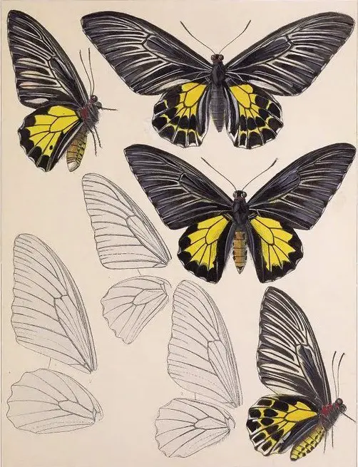 Butterfly Drawing Reference 24