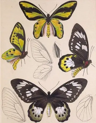 Butterfly Drawing Reference 25