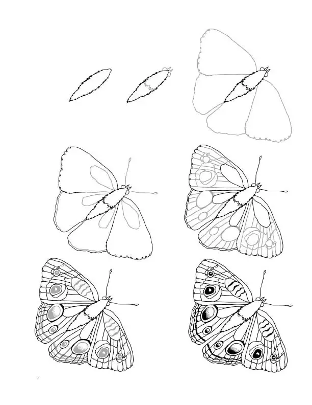 Butterfly Drawing Reference 26