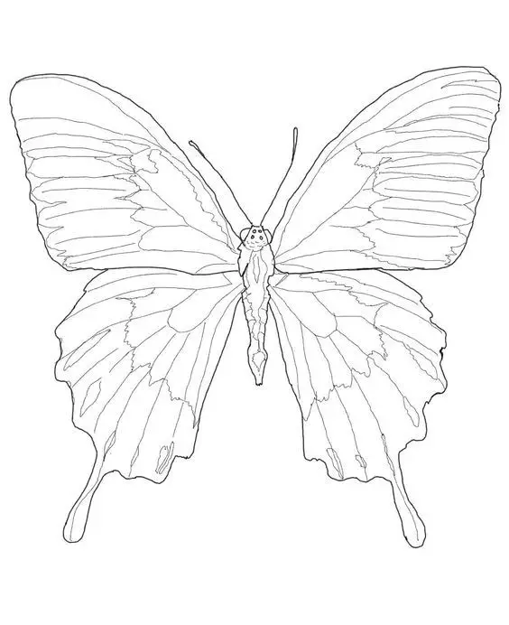 Butterfly Drawing Reference 29