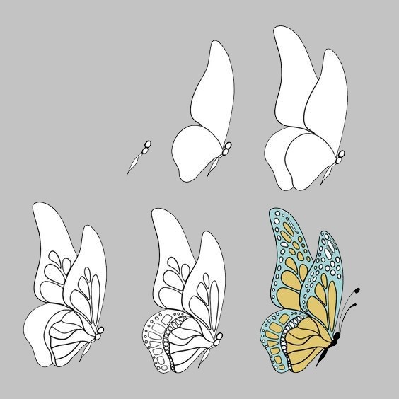 Butterfly Drawing Reference 3