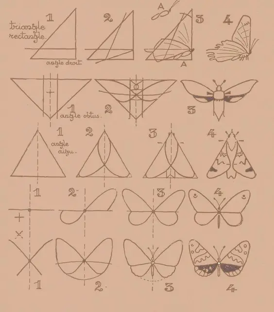 Butterfly Drawing Reference 30