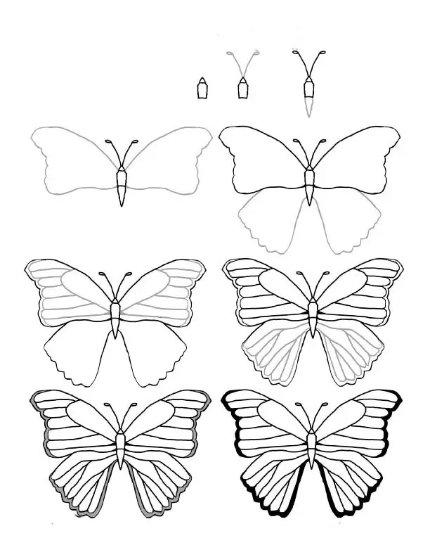 Butterfly Drawing Reference 34