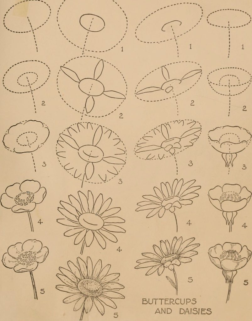 Flower Drawing Reference 1 1 803x1024