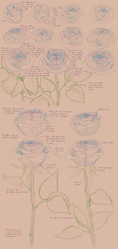 Flower Drawing Reference 23 486x1024