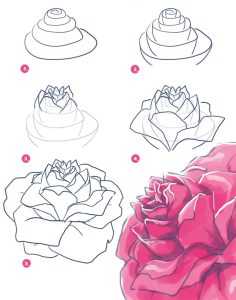 Flower Drawing Reference 24