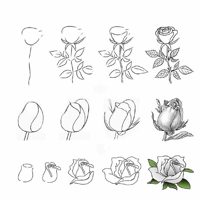 Flower Drawing Reference 34