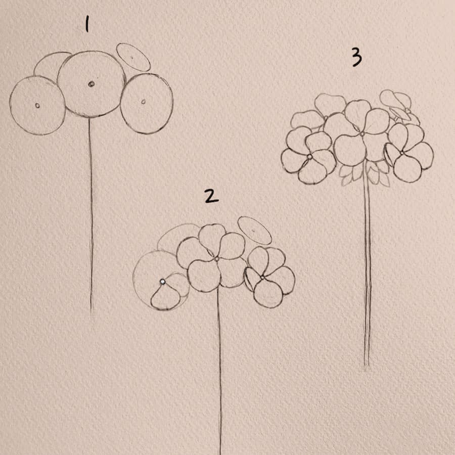 Flower Drawing Reference 51