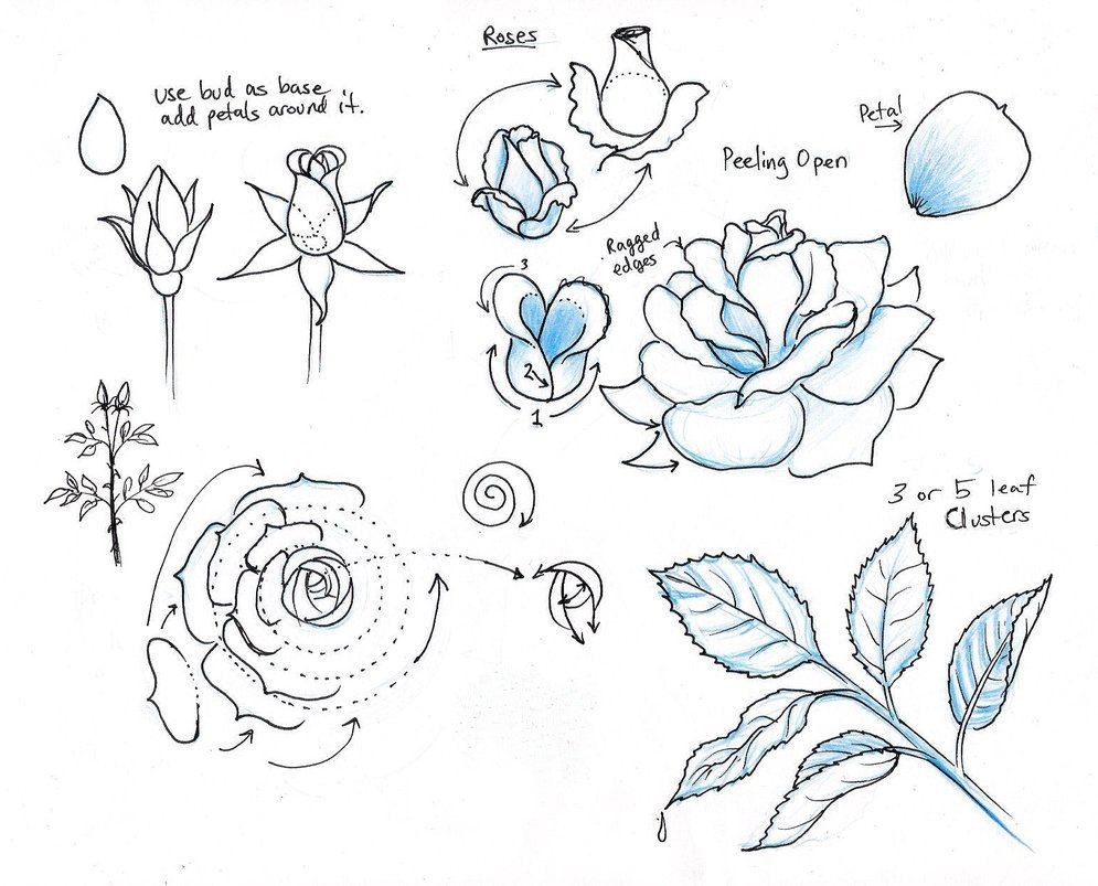 Flower Drawing Reference 8