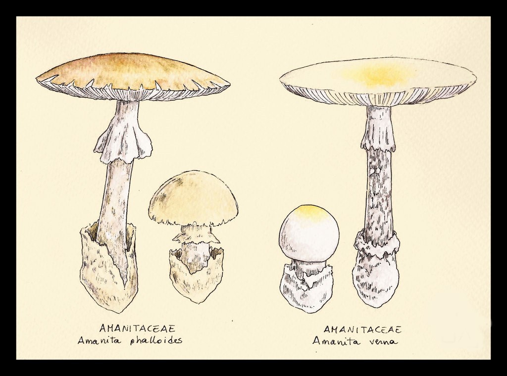 Mushroom Drawing Reference 10