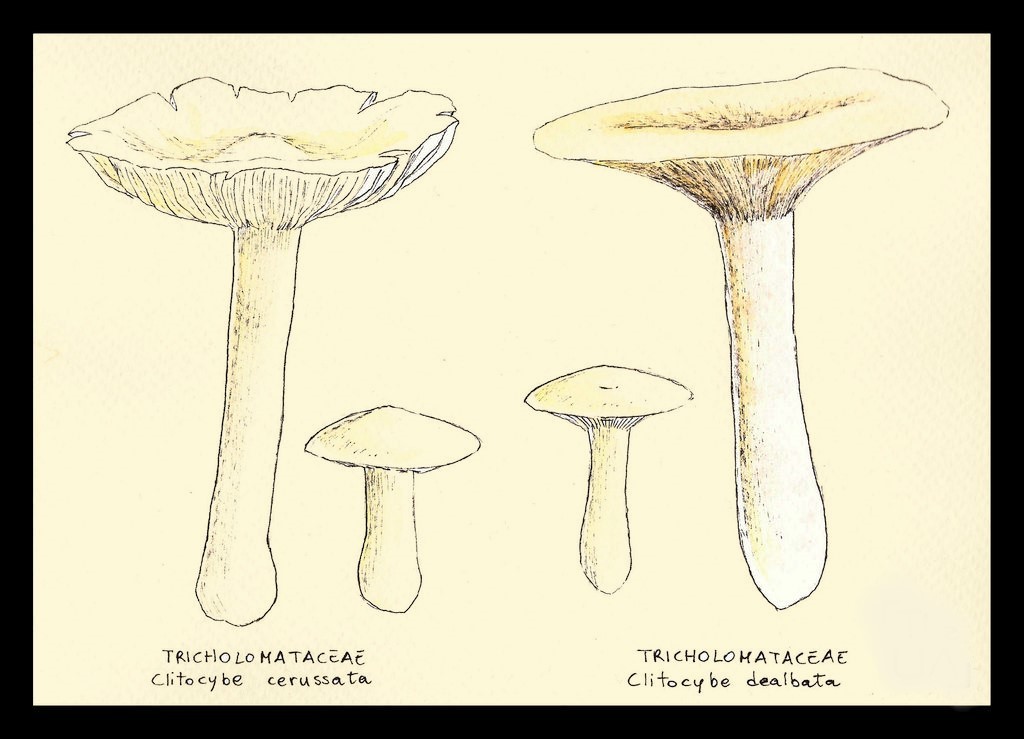 Mushroom Drawing Reference 11