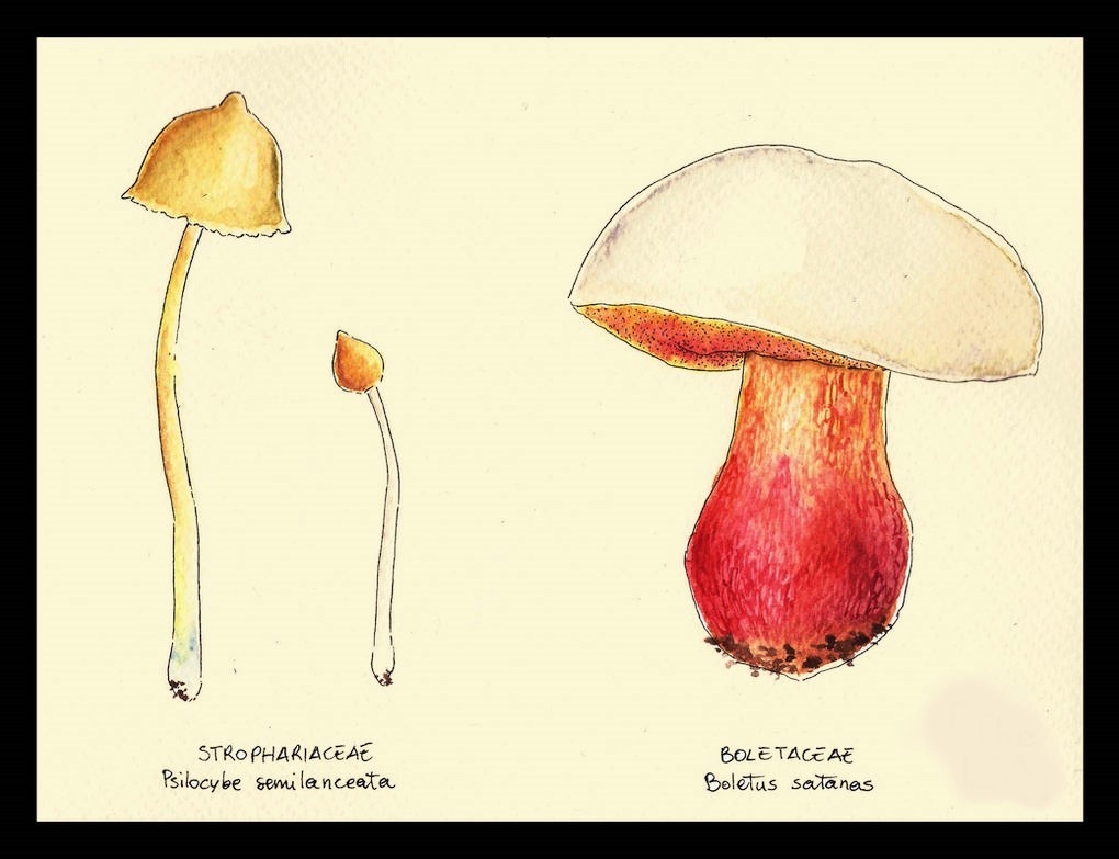 Mushroom Drawing Reference 12