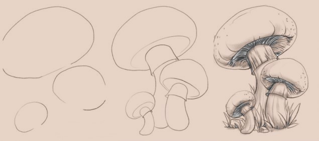 Mushroom Drawing Reference 15