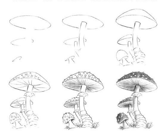 Mushroom Drawing Reference 16