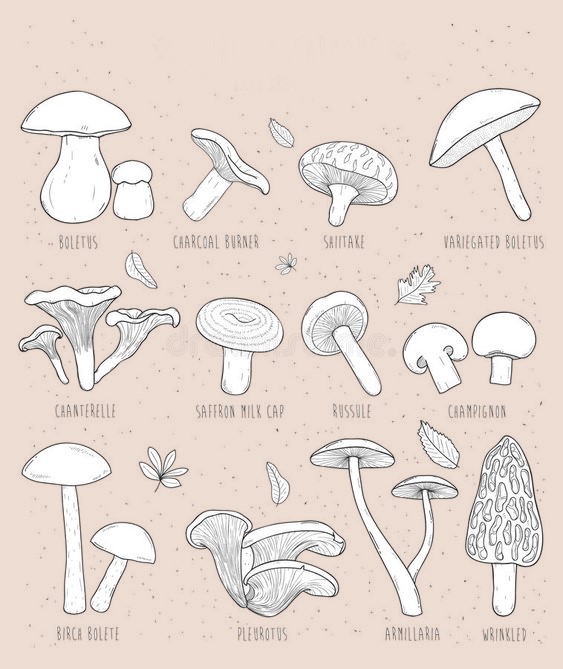 Mushroom Drawing Reference 23