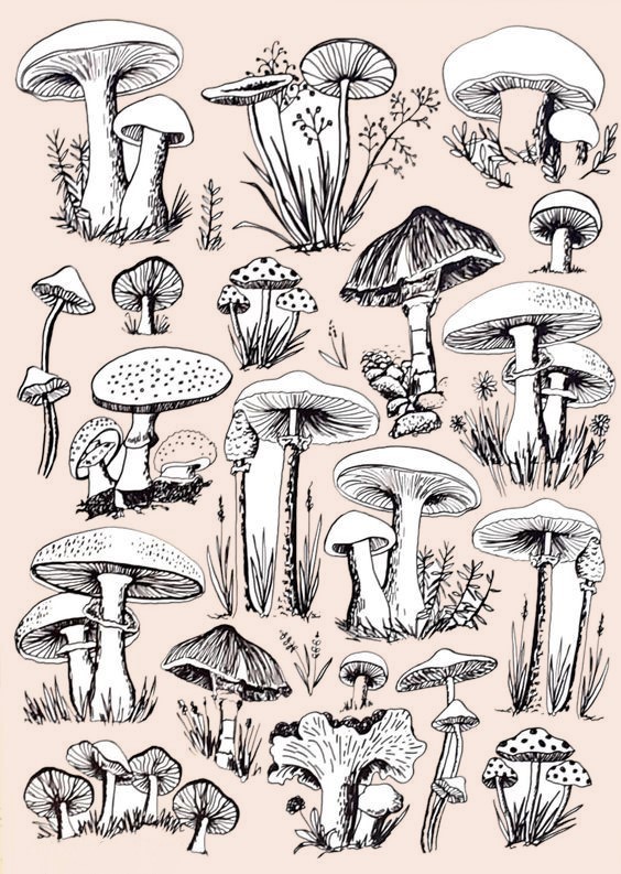 Mushroom Drawing Reference 30