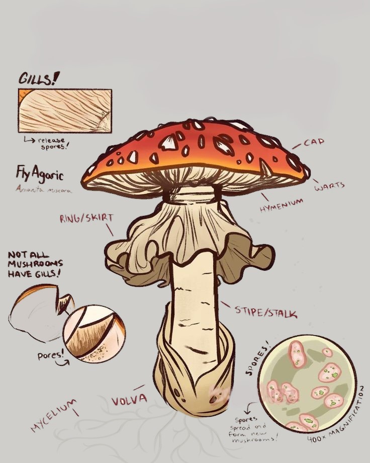 Mushroom Drawing Reference 35