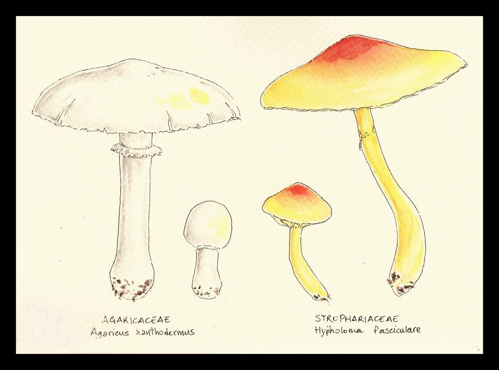 Mushroom Drawing Reference 7