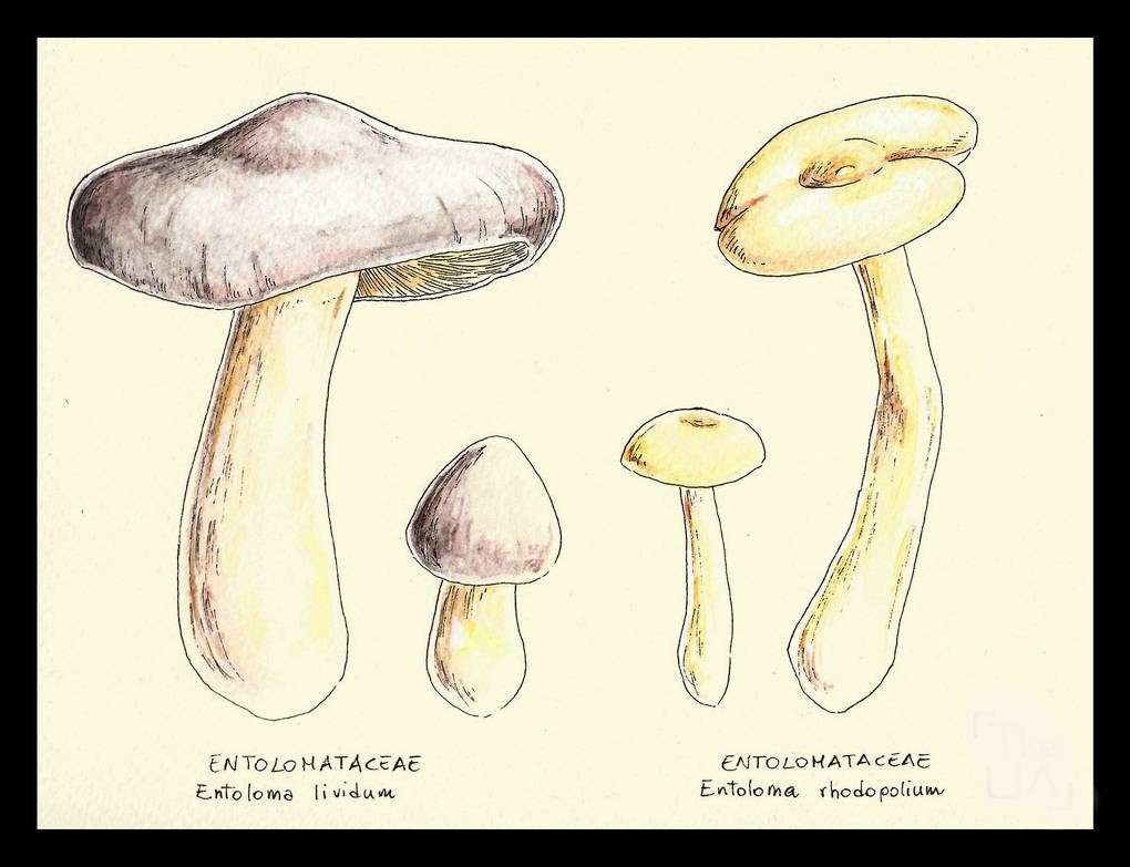 Mushroom Drawing Reference 8