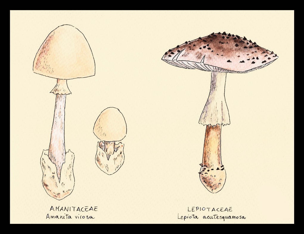 Mushroom Drawing Reference 9