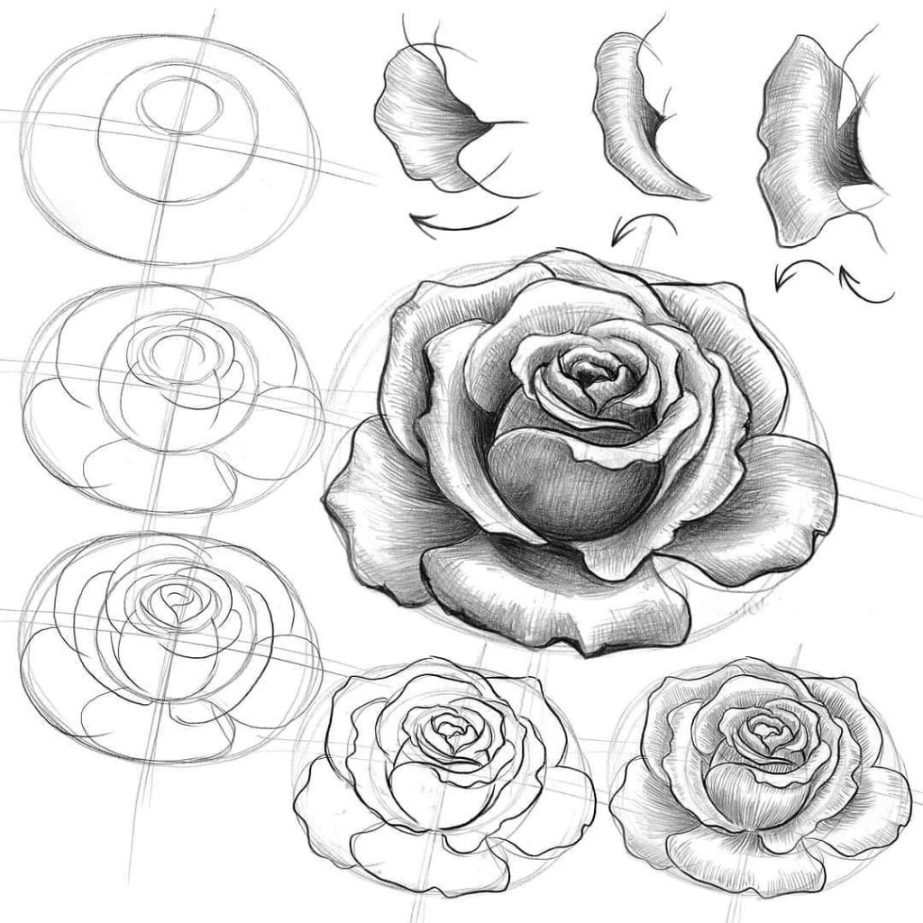 Rose Drawing Reference 12 1024x1024
