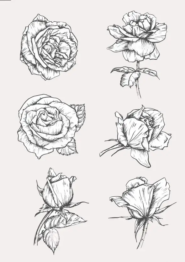 Rose Drawing Reference 13