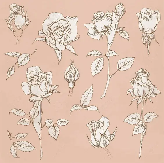 Rose Drawing Reference 14