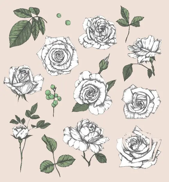 Rose Drawing Reference 15