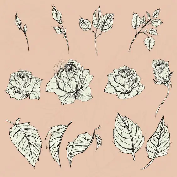 Rose Drawing Reference 16