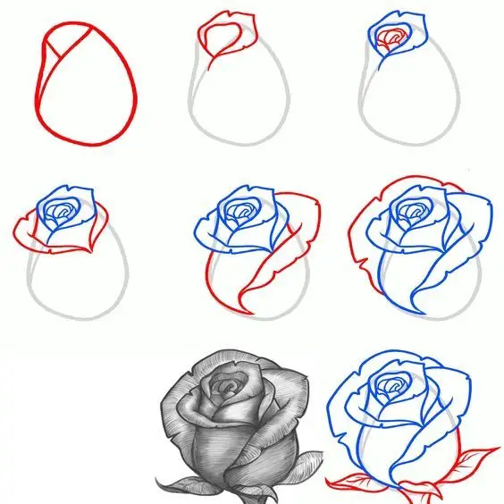 Rose Drawing Reference 21