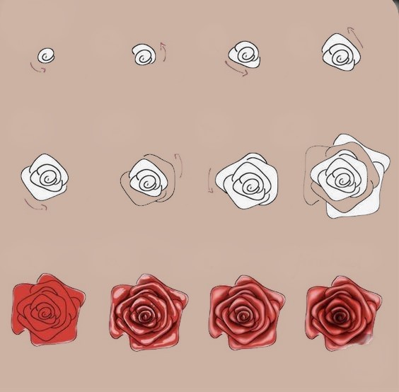 Rose Drawing Reference 27