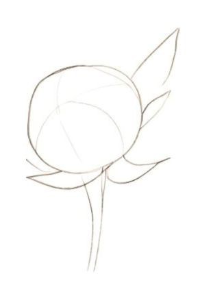 Reference image for How to draw peonies 1 