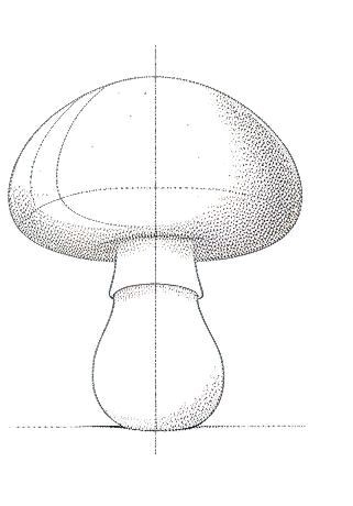 Referece image for how to draw mushroom 1