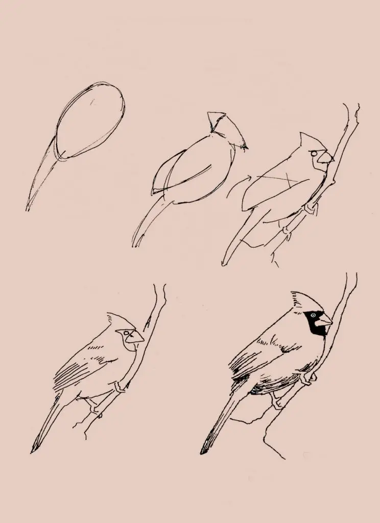 Bird Drawing Reference 10 744x1024