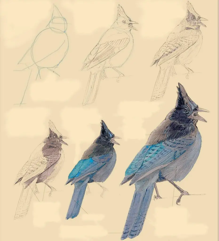 Bird Drawing Reference 11 931x1024