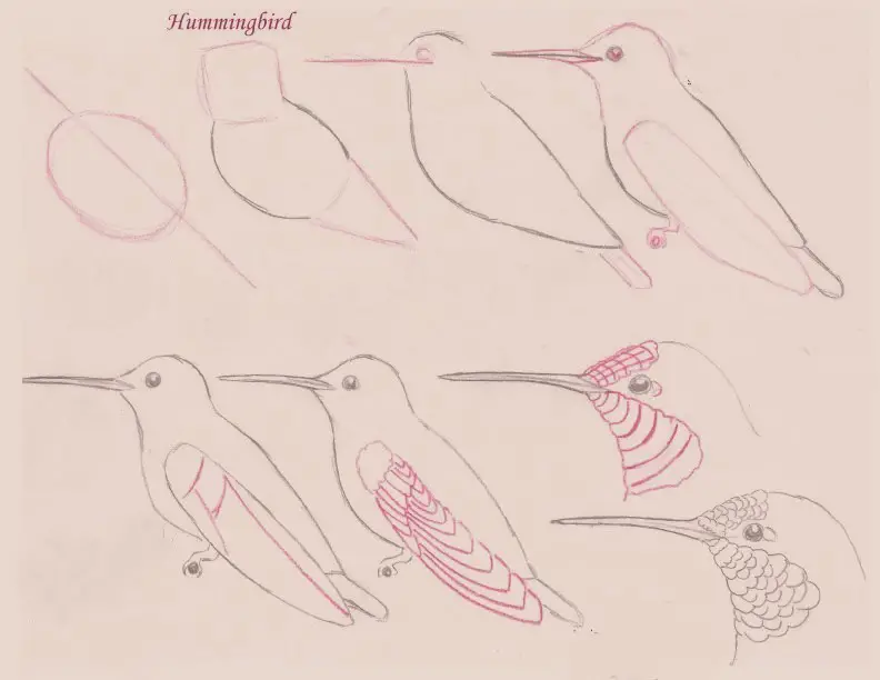 Bird Drawing Reference 7
