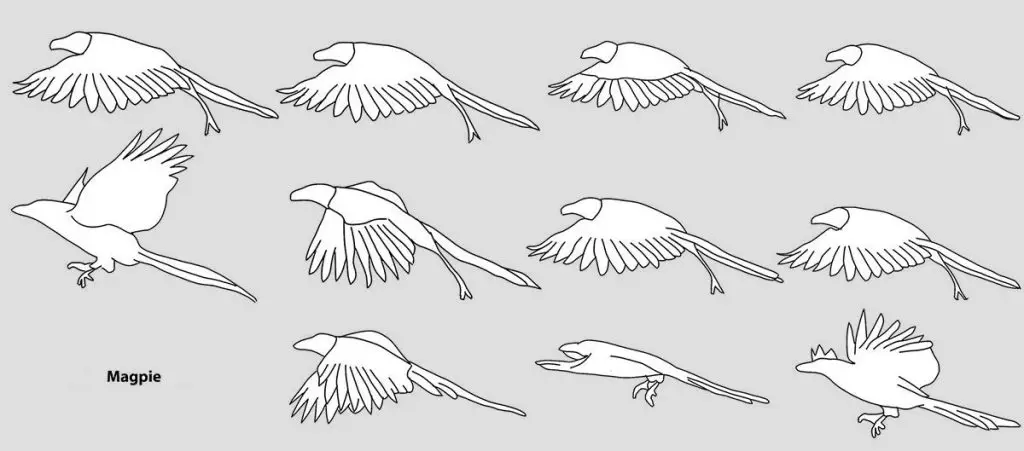 Bird Flying Drawing 28 1024x451