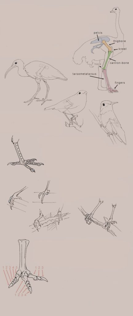 Bird Legs Drawing 29 1 432x1024
