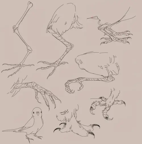 Bird Legs Drawing 30