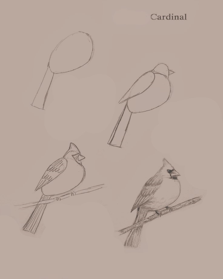Bird Reference Drawing 13