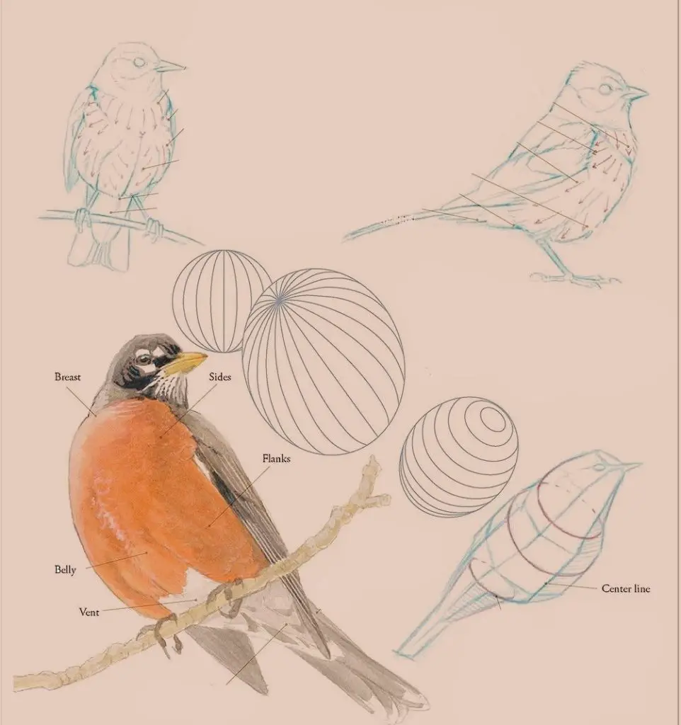 Bird Reference Drawing 14 962x1024