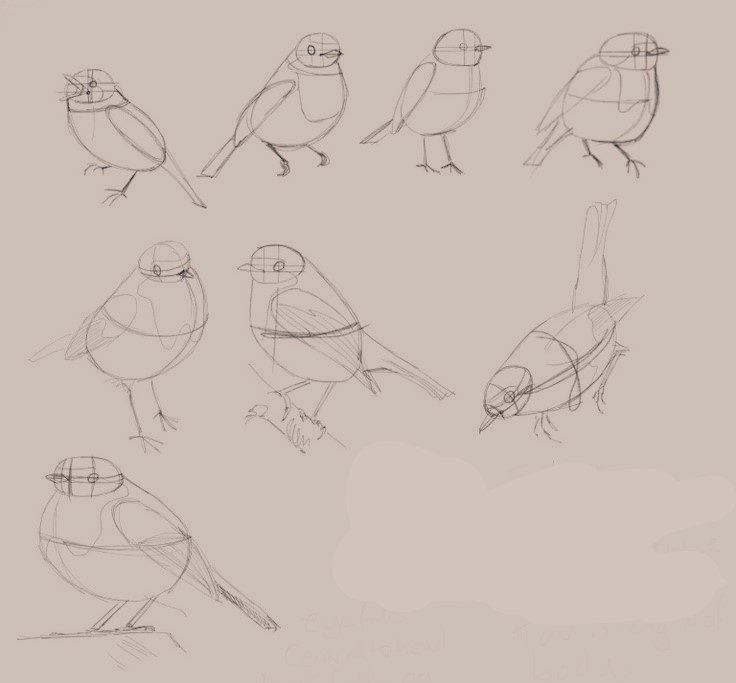 Bird Reference Drawing 16