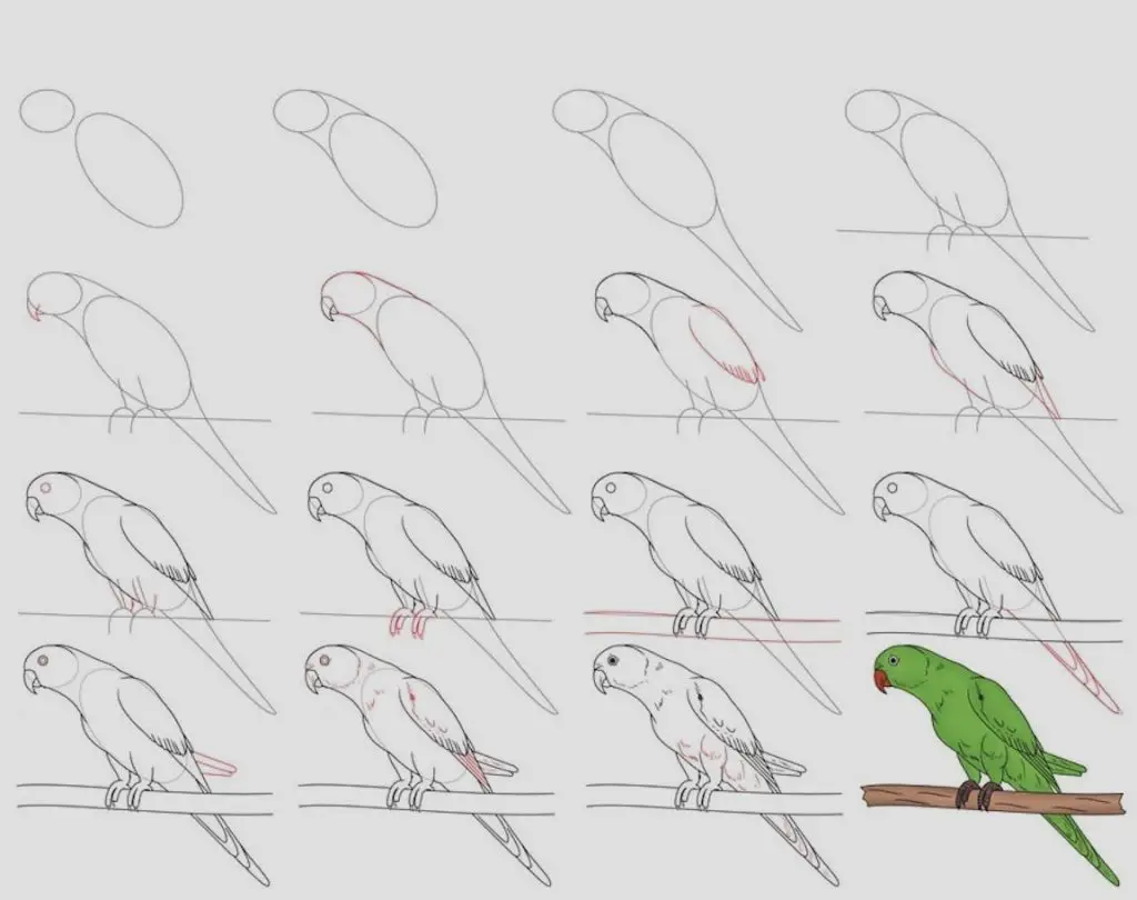 Bird Reference Drawing 19 1024x810