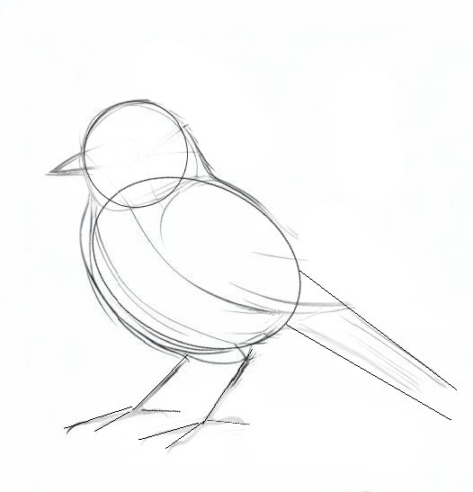 How To Draw A Bird 1