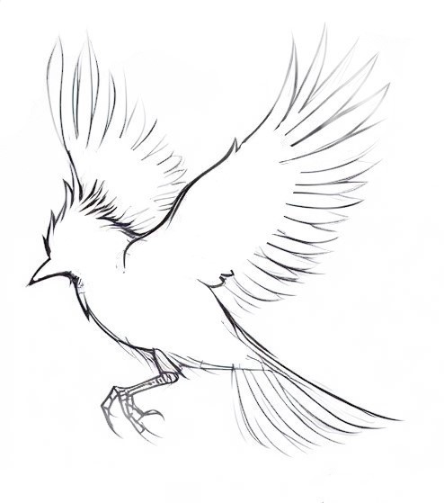 How To Draw A Bird 2 2